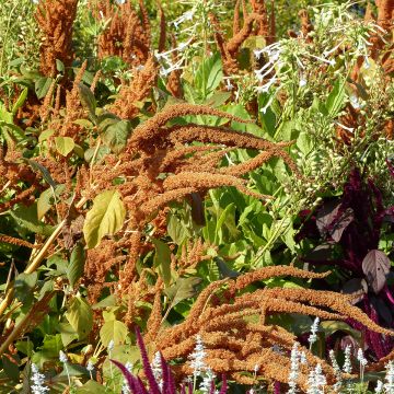 Amaranthus hybridus subsp. cruentus Hot Biscuits