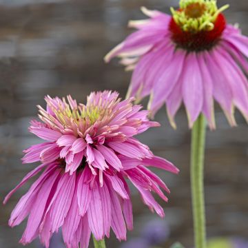 Echinacea purpurea Double Decker - Purple coneflower