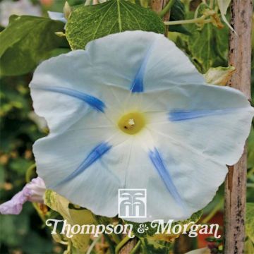 Graines d'ipomée Ismay - Ipomoea tricolor