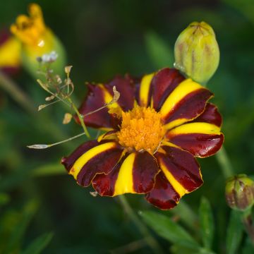 Grand Harlequin Marigold - Tagetes patula seeds