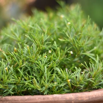 Tagetes filifolia Dropshot