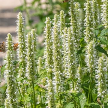 Agastache Astello Indigo