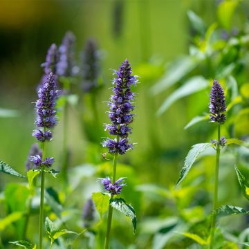 Agastache Astello Indigo