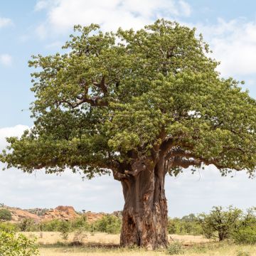 Adansonia digitata - Baobab seeds