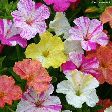 Mirabilis jalapa