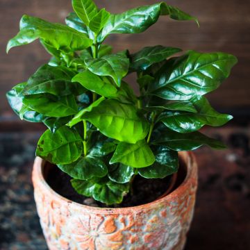 Coffea arabica seeds - Arabian coffee