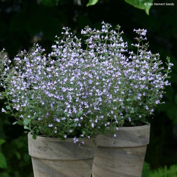 Calamintha nepeta Marvelette Blue - Lesser Calamint