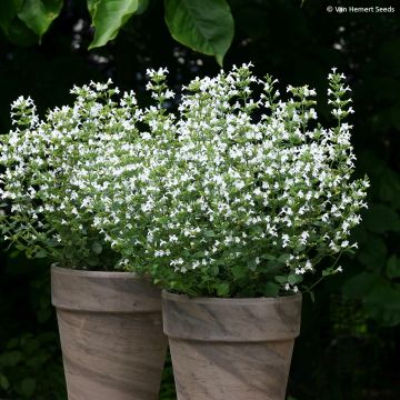 Calamintha nepeta Marvelette White - Lesser Calamint