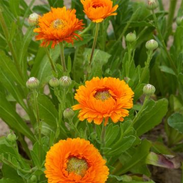 Calendula officinalis Ollioules Orange Greenheart - Garden Marigold seeds