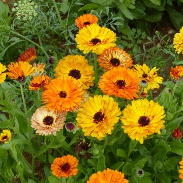 Calendula officinalis Touch Of Red Mixed - Garden Marigold seeds