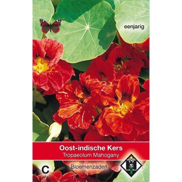 Tropaeolum majus Mahogany Jewel Seeds - Dwarf Nasturtium