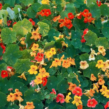 Capucine grimpante à fleurs doubles - Tropaeolum majus