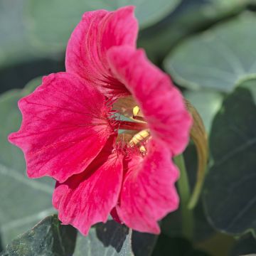 Tropaeolum minus Baby Rose