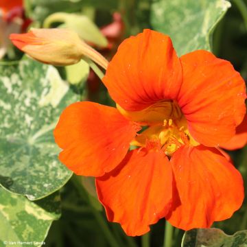 Tropaeolum Troika Orange - Nasturtium