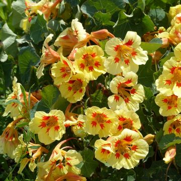 Tropaeolum majus nanum Peach Melba Seeds - Dwarf Nasturtium