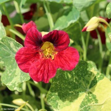 Tropaeolum Troika Red - Nasturtium