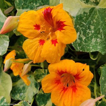 Tropaeolum Troika Yellow - Nasturtium