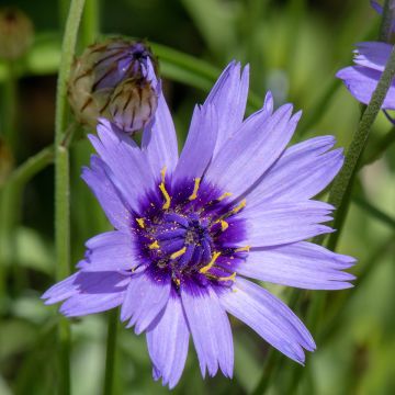 Catananche Caerulea 