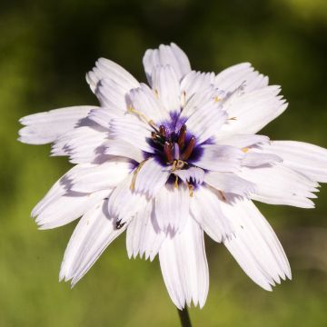 Catananche caerulea Bicolor