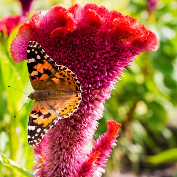 Celosia cristata Fan Dance Purple - Crested Cock's-comb