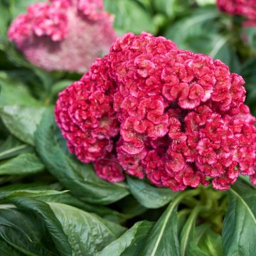 Celosia cristata King Coral - Crested Cock's-comb