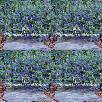 Cornflower Trailing Blue Carpet Seeds - Centaurea cyanoides