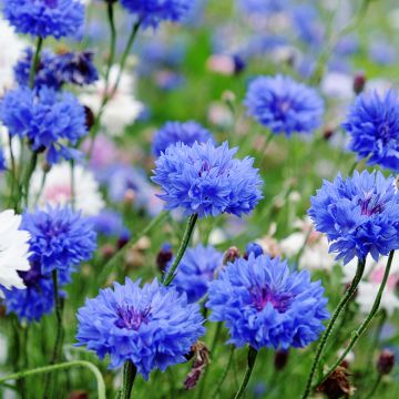 Centaurée à fleurs doubles Blue Boy - Centaurea cyanus