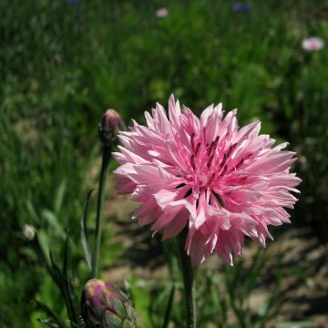 Centaurea cyanus Pinkie - Cornflower seeds