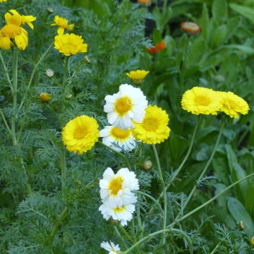Chrysanthemum coronarium Double Mix seeds - Crown daisy