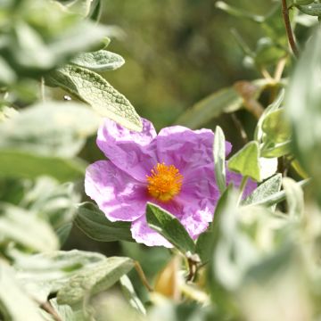 Cistus albidus - White-leaved rock rose