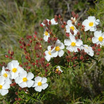 Cistus monspeliensis seeds - Montpelier rock rose