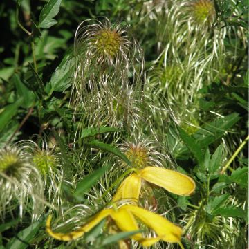 Clematis tangutica Helios