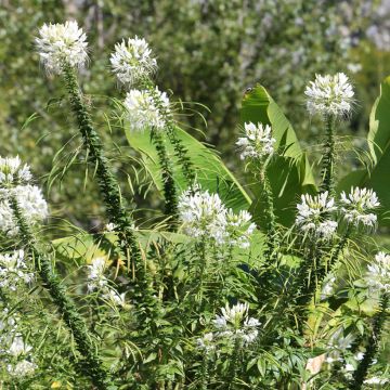 Cleome Hassleriana Helen Campbell