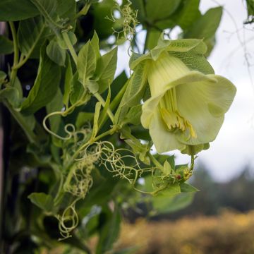 Cobaea scandens Climbing White Seeds