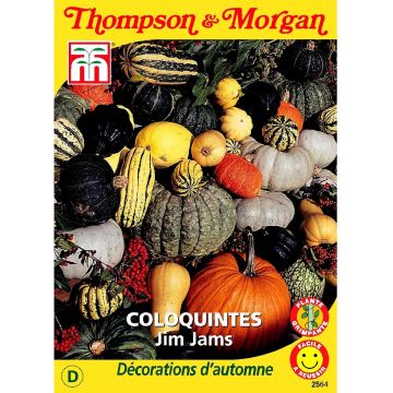 Crookneck squash Jim Jams seeds - Cucurbita pepo