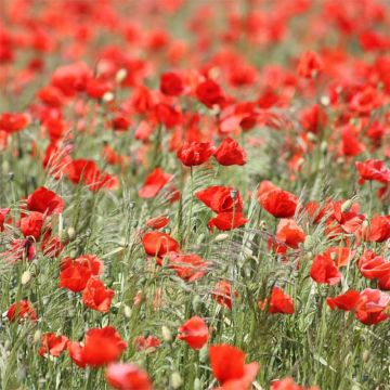 Common poppy Seeds - Papaver rhoeas