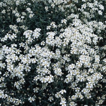 Cerastium biebersteinii seeds