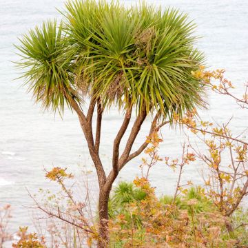 Cordyline australis seeds - Cabbage palm