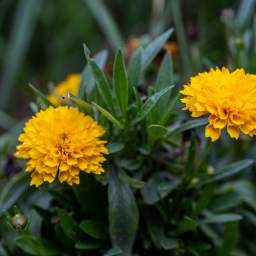 Coreopsis Early Sunrise Seeds - Tickseed