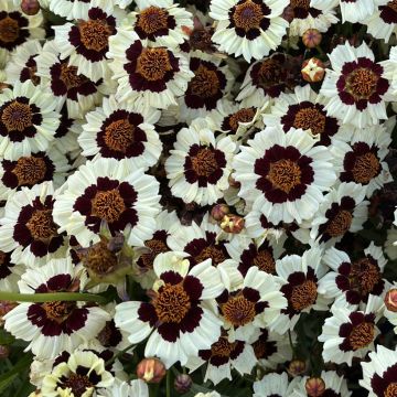 Coreopsis tinctoria Corusco Cream-Red seeds - Plains Coreopsis