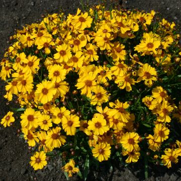 Coreopsis tinctoria Corusco Gold seeds - Plains coreopsis