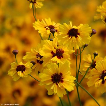 Coreopsis Roulette Seeds - Coreopsis tinctoria