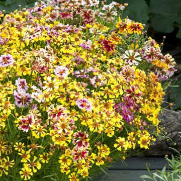 Coreopsis Sea Shells Mix - Tickseed seeds