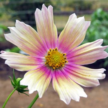 Cosmos bipinnatus Apricot Lemonade - Garden Cosmos seeds