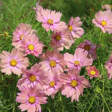 Cosmos x bipinnatus Apricotta