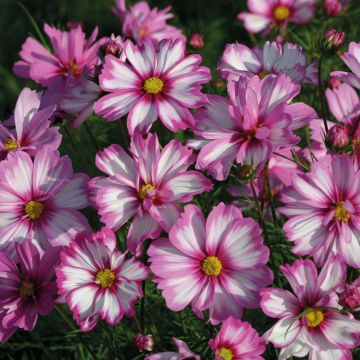 Cosmos 'Capriola' Seeds - two-tone Cosmos bipinnatus in pink and white.