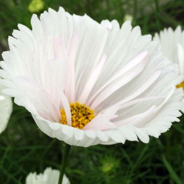 Graines de Cosmos Cupcakes White - Cosmos bipinnatus