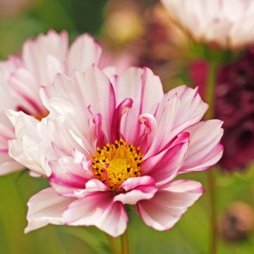 Cosmos x bipinnatus Double Click Bicolour Pink