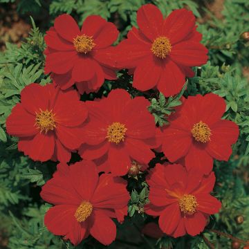 Seeds of Cosmos Dwarf Ladybird Scarlet - Cosmos sulphureus.