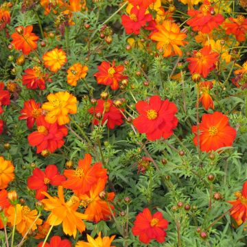 Cosmos Ladybird Mixed - Cosmos sulphureus seeds